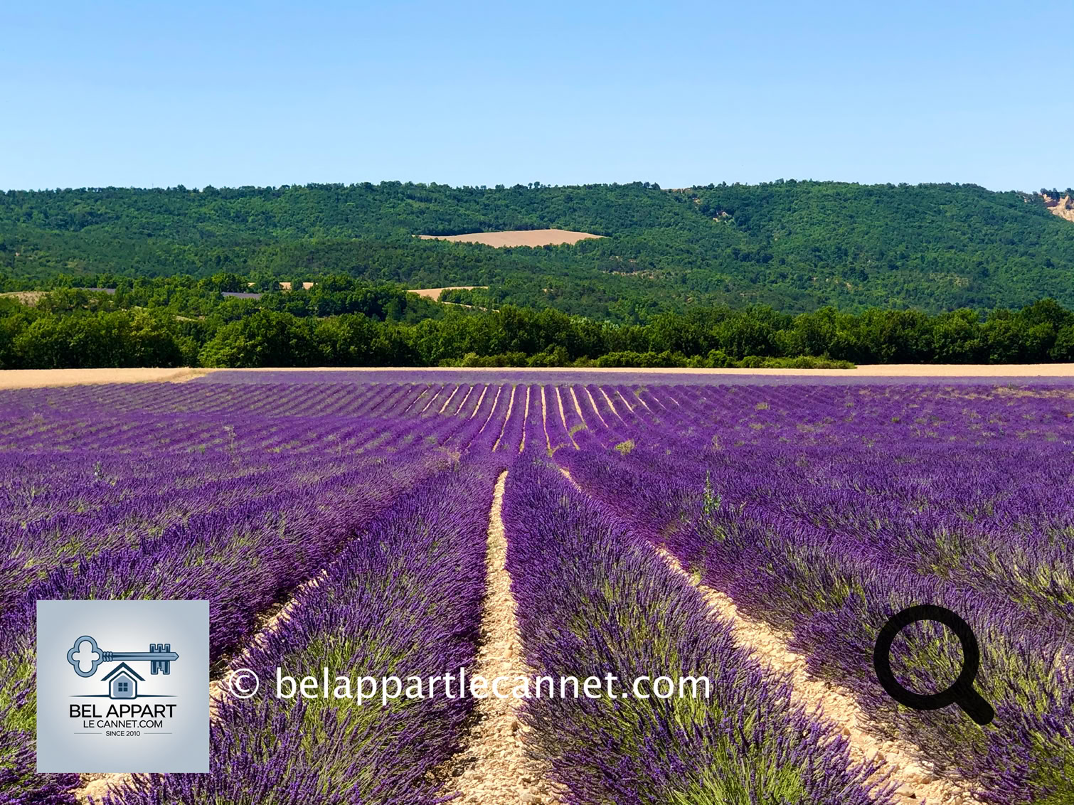The Valensole Plateau, nestled in the heart of the Alpes-de-Haute-Provence, is one of the most iconic and photographed landscapes in the region. This vast plateau, covering nearly 800 km² and sitting at around 590 meters above sea level, is primarily dedicated to the cultivation of lavandin, wheat, almond trees, and truffles.