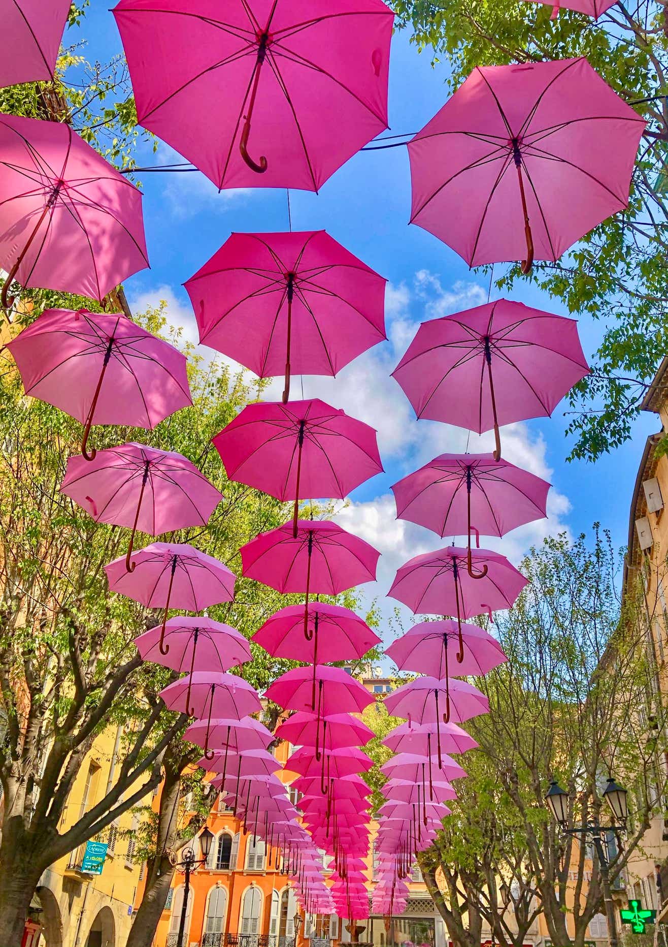 Chaque année, début mai Grasse installe ses célèbres parapluies rose dans le centre-ville au printemps.  Cette initiative, a été lancée par le maire Jérôme Viaud pour promouvoir l’ExpoRose, l’importante fête de la rose.  Plus de 2 000 parapluies sont suspendus sur les principales rues et places (rue Ossola, place de la Poissonnerie, Garden Villa Fragonard…), afin de créer une ambiance poétique et colorée qui attire touristes et photographes.  Ils restent en place tout le printemps puis l’été, jusqu’à la fin de la saison, offrant un décor féérique aux visiteurs.