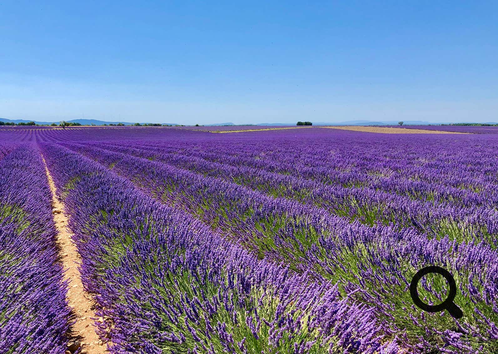 Sur le plateau, le lavandin commence généralement à fleurir à partir de la mi-juin, mais elle atteint sa couleur violette la plus intense début juillet. La récolte débute traditionnellement lors de la Fête de la Lavande, qui se tient chaque année le 3e dimanche de juillet.