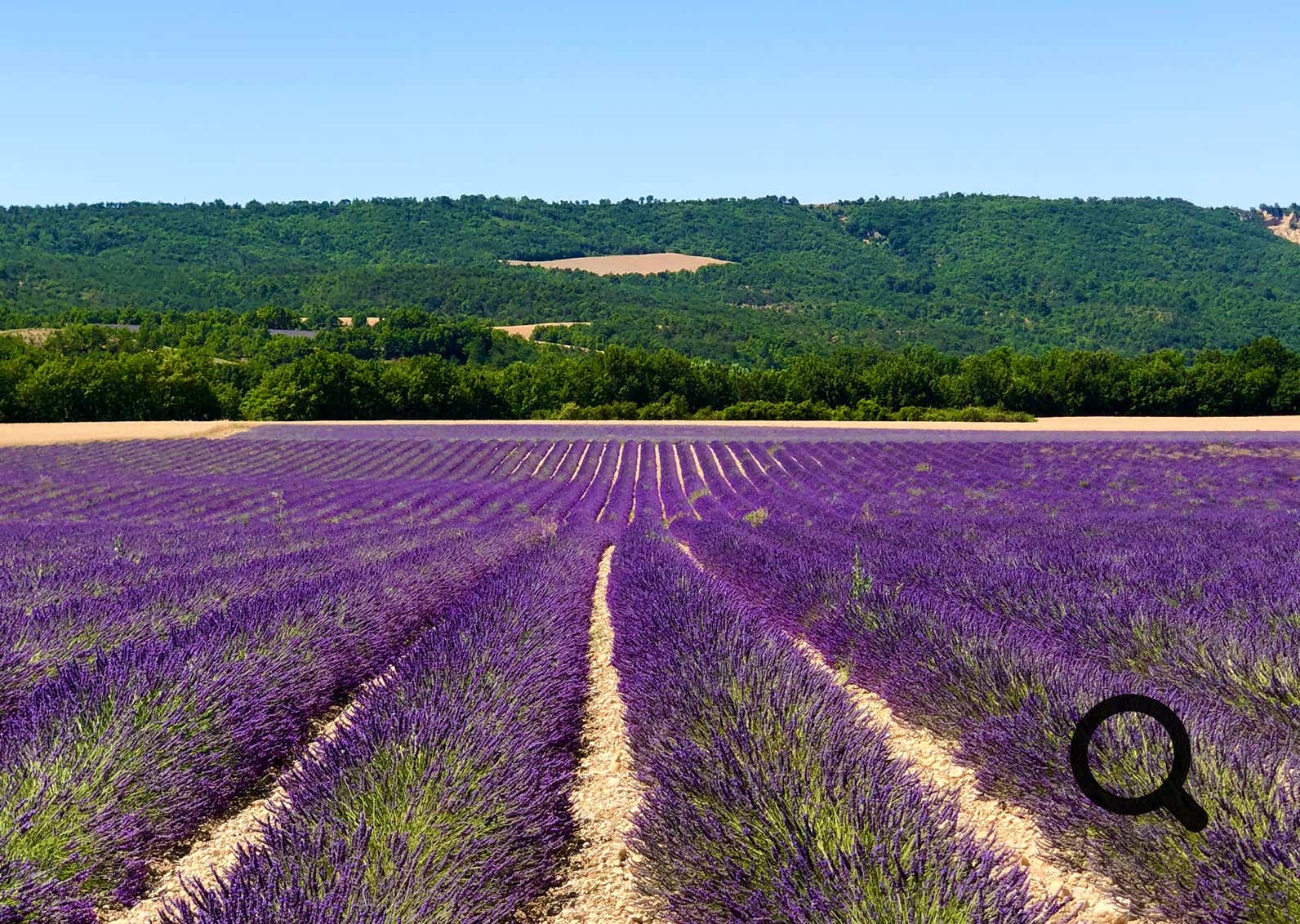 Sur le plateau, le lavandin commence généralement à fleurir à partir de la mi-juin, mais elle atteint sa couleur violette la plus intense début juillet. La récolte débute traditionnellement lors de la Fête de la Lavande, qui se tient chaque année le 3e dimanche de juillet.