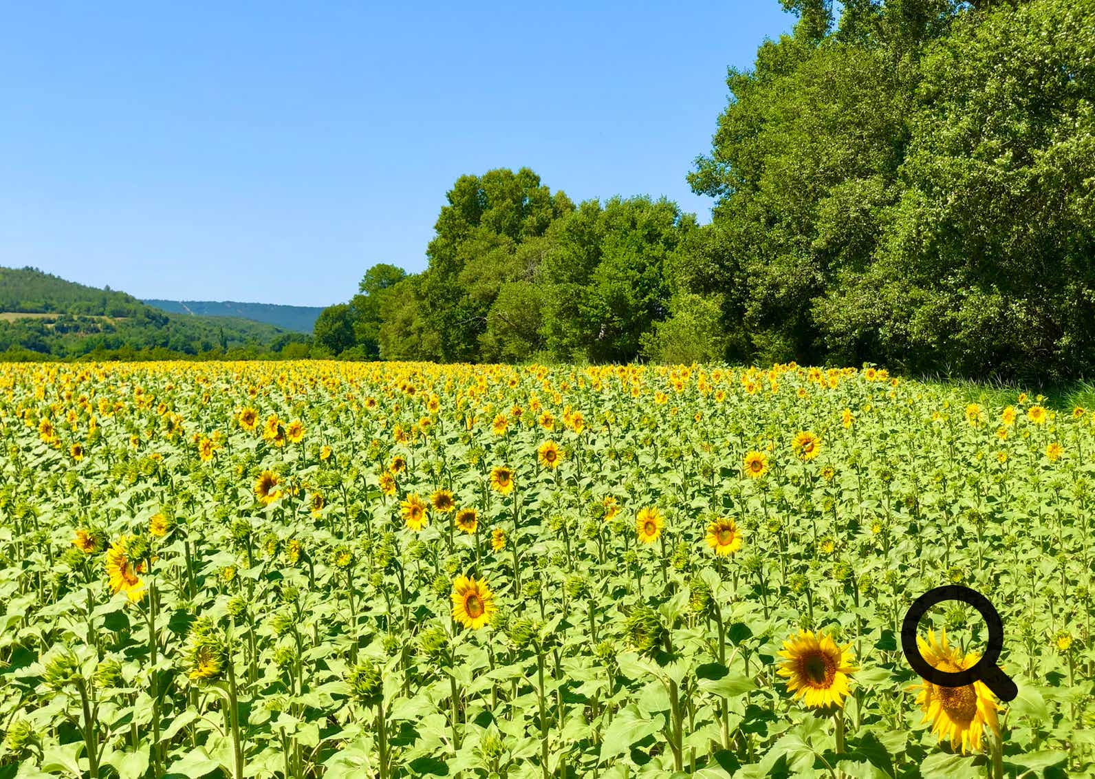 Même si l’on y trouve aussi des cultures de sauge, de tournesol ou de blé, c’est bien le lavandin qui attire les regards et les objectifs.