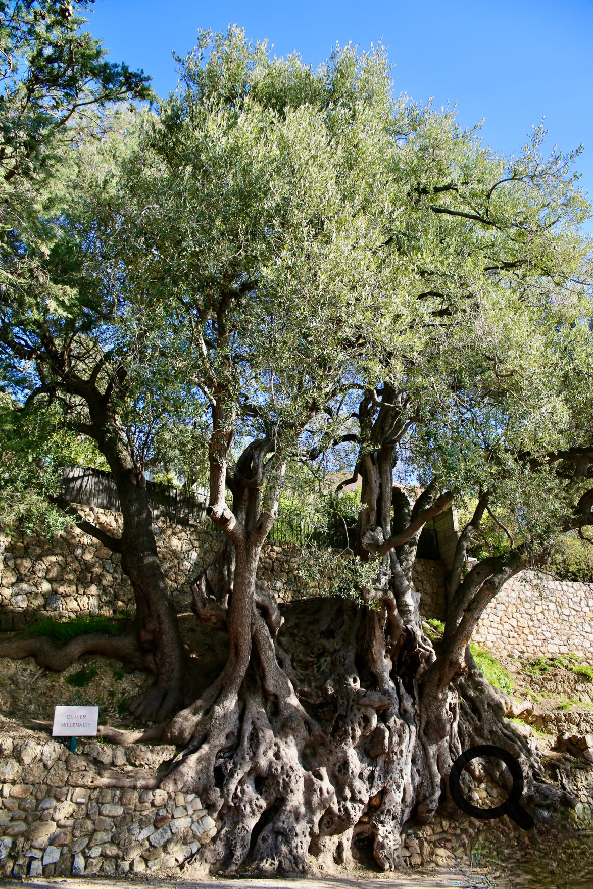 En contrebas du village se trouve un trésor naturel : l’Olivier millénaire. Cet arbre, vieux de plus de 2 000 ans, est toujours productif et mesure plus de 20 mètres de circonférence. 