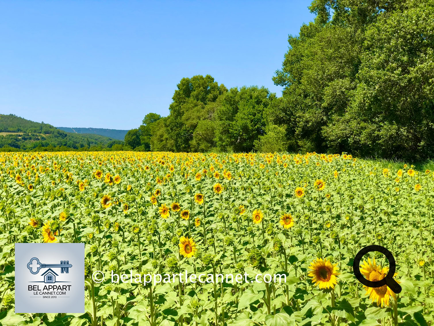 Même si l’on y trouve aussi des cultures de sauge, de tournesol ou de blé, c’est bien le lavandin qui attire les regards et les objectifs.