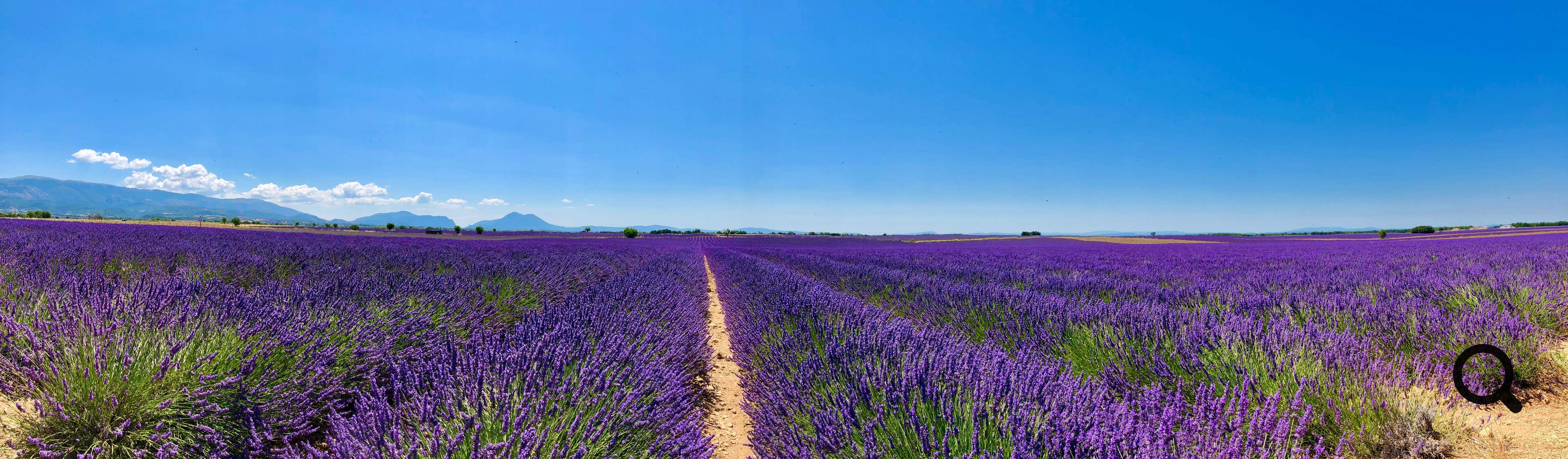Sur le plateau, le lavandin commence généralement à fleurir à partir de la mi-juin, mais elle atteint sa couleur violette la plus intense début juillet. La récolte débute traditionnellement lors de la Fête de la Lavande, qui se tient chaque année le 3e dimanche de juillet.