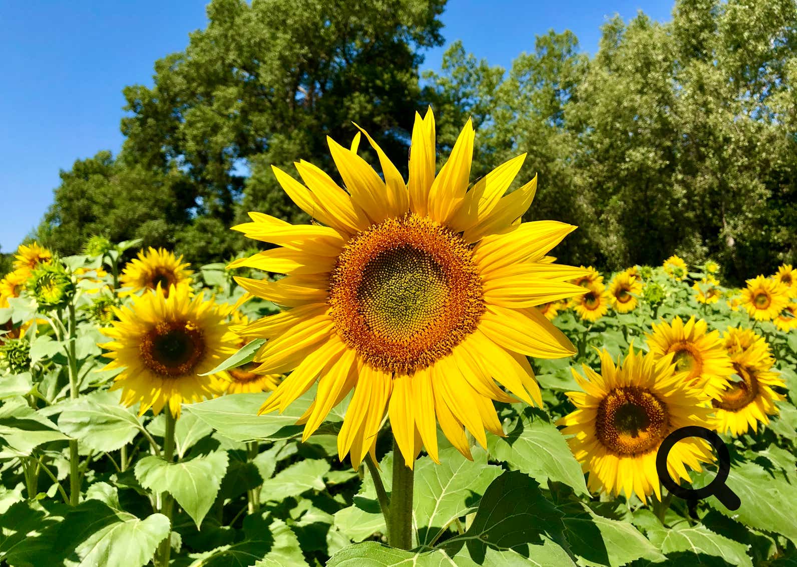Même si l’on y trouve aussi des cultures de sauge, de tournesol ou de blé, c’est bien le lavandin qui attire les regards et les objectifs.