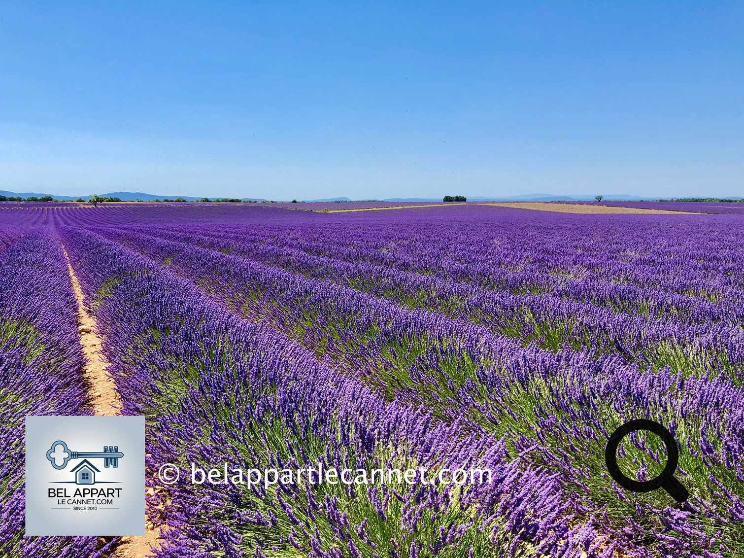 The Valensole Plateau, nestled in the heart of the Alpes-de-Haute-Provence, is one of the most iconic and photographed landscapes in the region. This vast plateau, covering nearly 800 km² and sitting at around 590 meters above sea level, is primarily dedicated to the cultivation of lavandin, wheat, almond trees, and truffles.