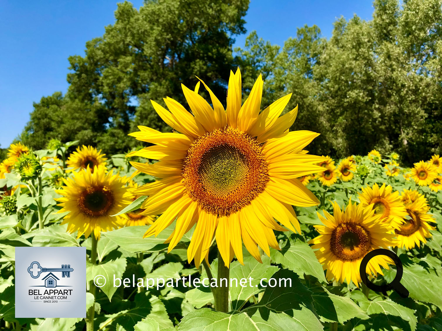 Même si l’on y trouve aussi des cultures de sauge, de tournesol ou de blé, c’est bien le lavandin qui attire les regards et les objectifs.