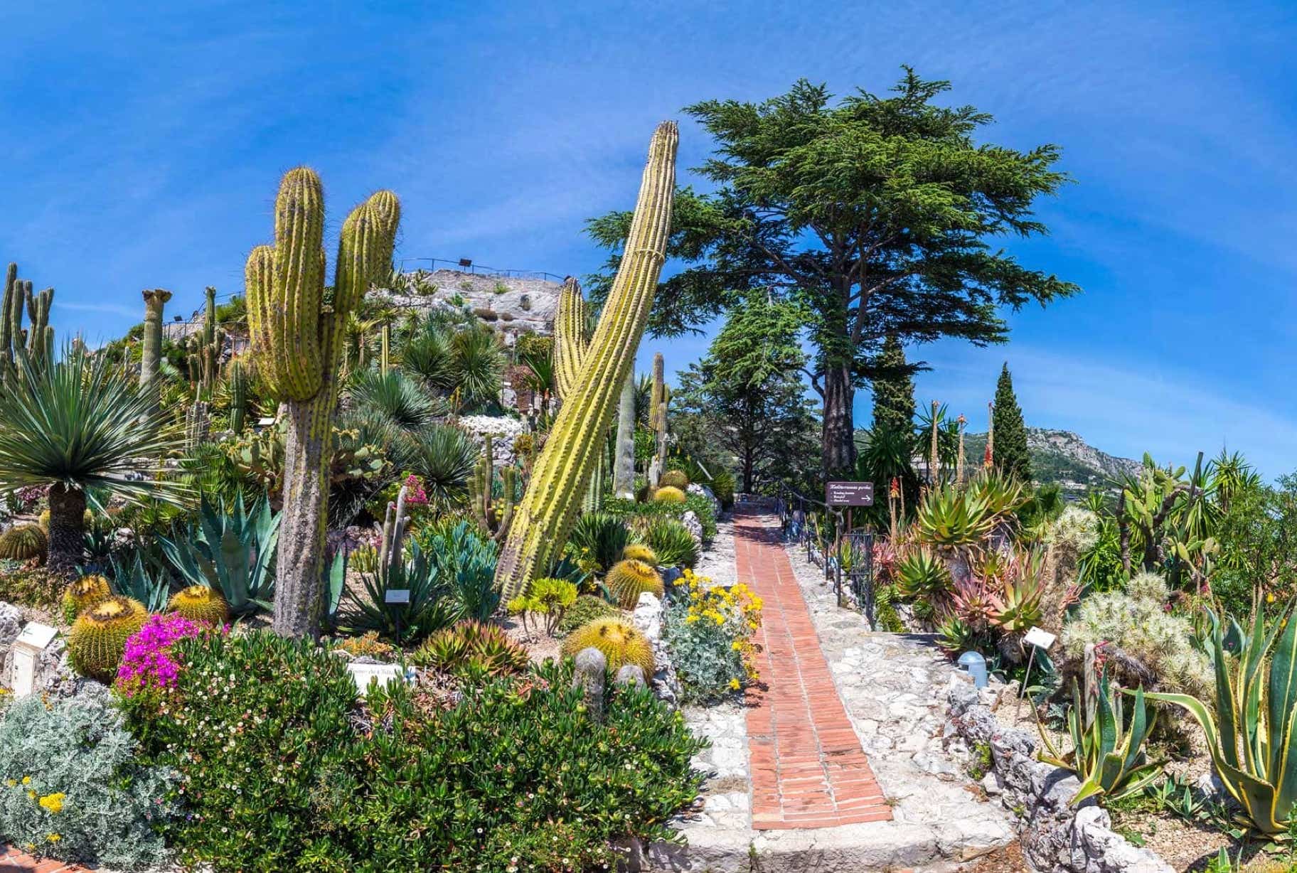 Le jardin exotique d’Èze, situé au sommet du village, est un incontournable. Ce jardin suspendu abrite une collection de plantes succulentes et méditerranéennes, mais surtout,  il offre des vues spectaculaires sur la mer, jusqu’aux côtes de Saint-Tropez et de l’Italie. C’est l’endroit parfait pour admirer le coucher de soleil.