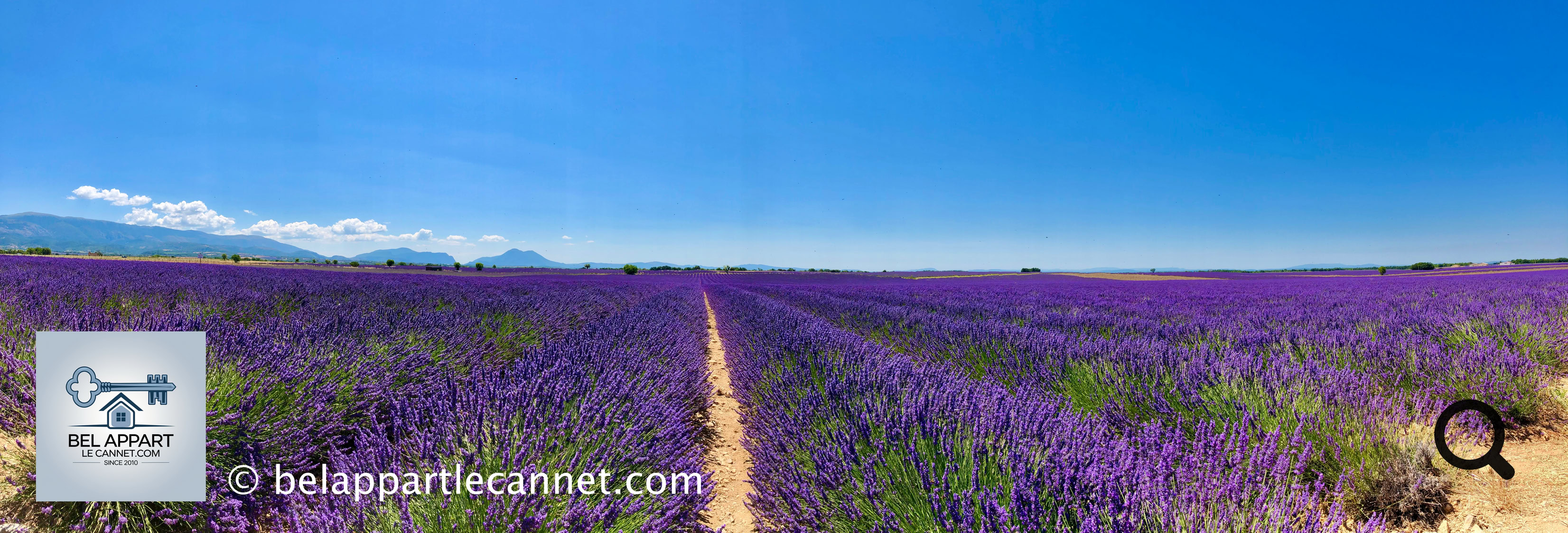 The Valensole Plateau, nestled in the heart of the Alpes-de-Haute-Provence, is one of the most iconic and photographed landscapes in the region. This vast plateau, covering nearly 800 km² and sitting at around 590 meters above sea level, is primarily dedicated to the cultivation of lavandin, wheat, almond trees, and truffles.