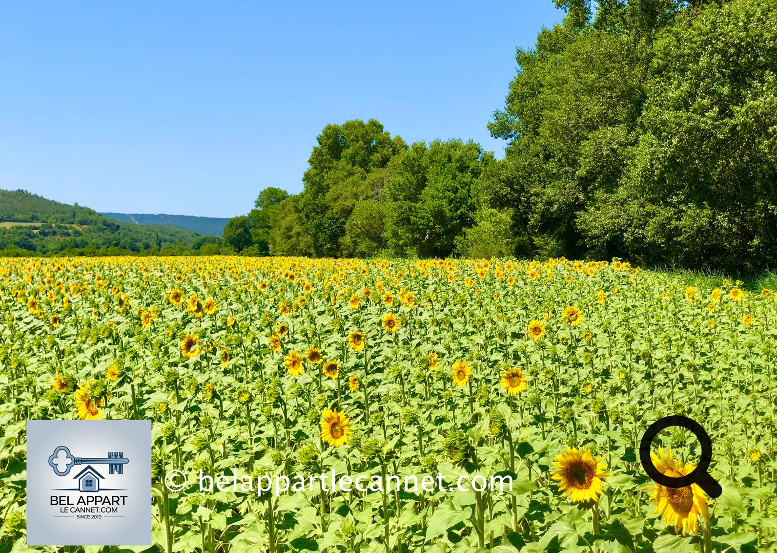 The plateau, relatively arid and sparsely wooded, owes its charm above all to its spectacular purple fields. While you’ll also find sage, sunflower, and wheat fields scattered across the area, it’s the lavandin that truly steals the spotlight — and the cameras.