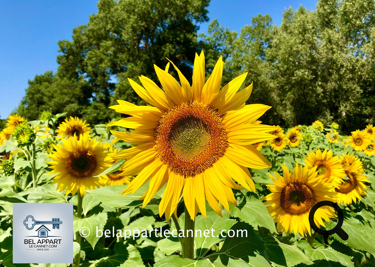 The plateau, relatively arid and sparsely wooded, owes its charm above all to its spectacular purple fields. While you’ll also find sage, sunflower, and wheat fields scattered across the area, it’s the lavandin that truly steals the spotlight — and the cameras.